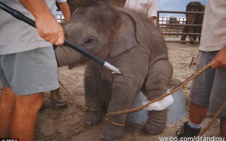 HAYVANLARA EZİYET EĞLENCEMİZ OLAMAZ