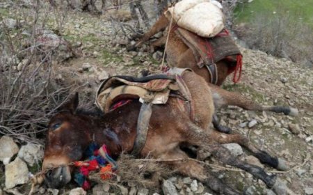 Qileban / Uludere Köylerinde Öldürülen Katırlara İlişkin Rapor