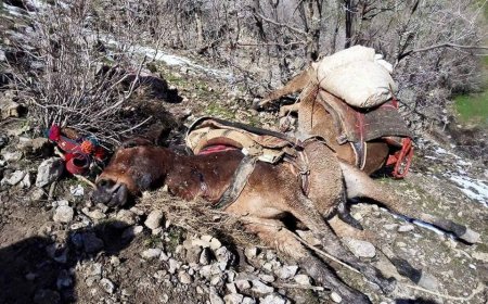 MAZLUMDER Şırnak İli Uludere İlçesi Roboski Köyü Olayları İnceleme ve Araştırma Raporu