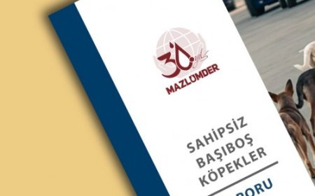 Sahipsiz Başıboş Köpekler Raporu