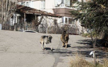 Başıboş Köpek Sorunu Devam Ediyor!